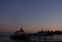 David Plant Photography - Wildlife Photographer - Starlings - C